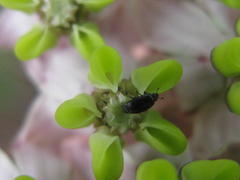 Asclepias albens