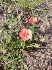 Krapovickasia macrodon