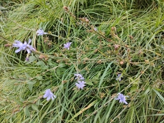 Cichorium intybus