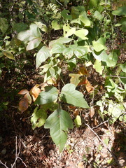 Toxicodendron radicans negundo