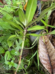 Dichorisandra thyrsiflora