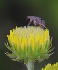 Hoplia sordida