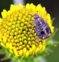 Hoplia sordida