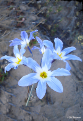 Leucocoryne coquimbensis