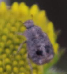 Hoplia sordida