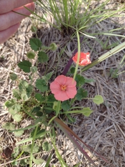 Krapovickasia macrodon