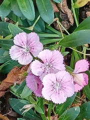 Dianthus chinensis × barbatus