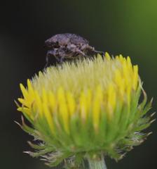 Hoplia sordida