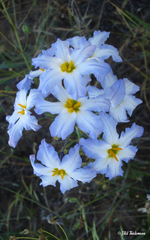 Leucocoryne coquimbensis