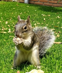 Sciurus oculatus