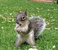 Sciurus oculatus