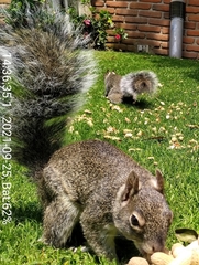 Sciurus oculatus