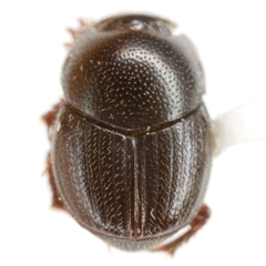 Onthophagus oklahomensis