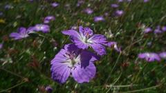 Geranium incanum multifidum