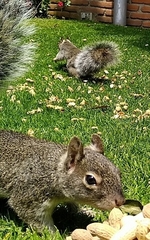 Sciurus oculatus