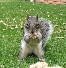 Sciurus oculatus