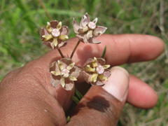 Asclepias cucullata cucullata
