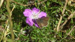 Geranium incanum multifidum