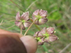 Asclepias cucullata cucullata