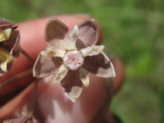 Asclepias cucullata cucullata