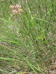 Asclepias cucullata cucullata