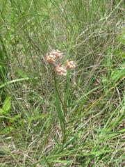 Asclepias cucullata cucullata