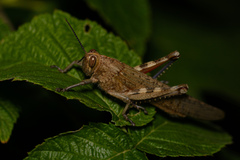 Anacridium aegyptium