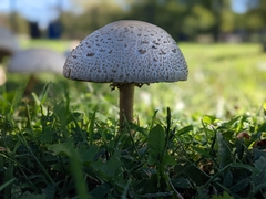 Chlorophyllum molybdites