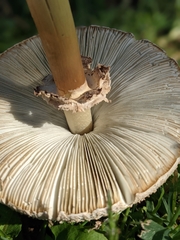 Chlorophyllum molybdites