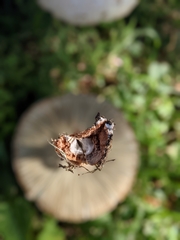 Chlorophyllum molybdites