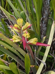 Aechmea aquilega