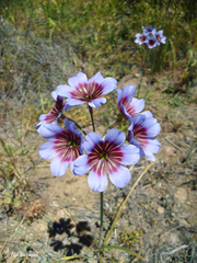Leucocoryne purpurea