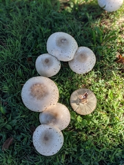 Chlorophyllum molybdites