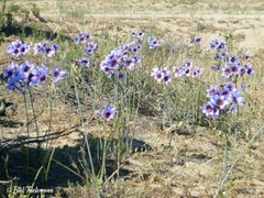 Leucocoryne purpurea