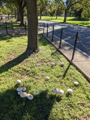 Chlorophyllum molybdites