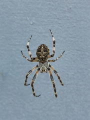 Larinioides sclopetarius