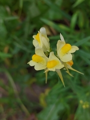 Linaria vulgaris