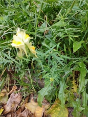 Linaria vulgaris