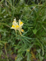 Linaria vulgaris