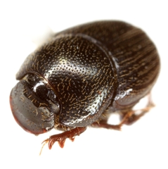 Onthophagus oklahomensis