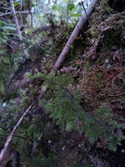 Hymenophyllum plicatum