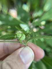 Schizomyia eupatoriflorae