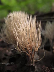 Pterula subulata
