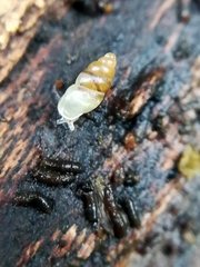 Carychium tridentatum