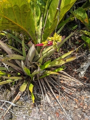 Aechmea aquilega