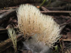 Pterula subulata