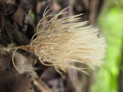 Pterula subulata