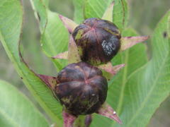 Pachycarpus dealbatus