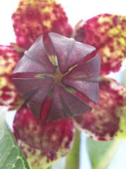 Pachycarpus dealbatus