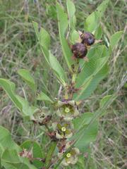 Pachycarpus dealbatus